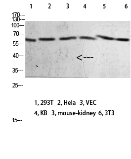 Mox1 Polyclonal Antibody