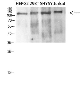 DAAM1 Polyclonal Antibody