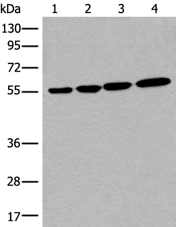 CD276 Antibody