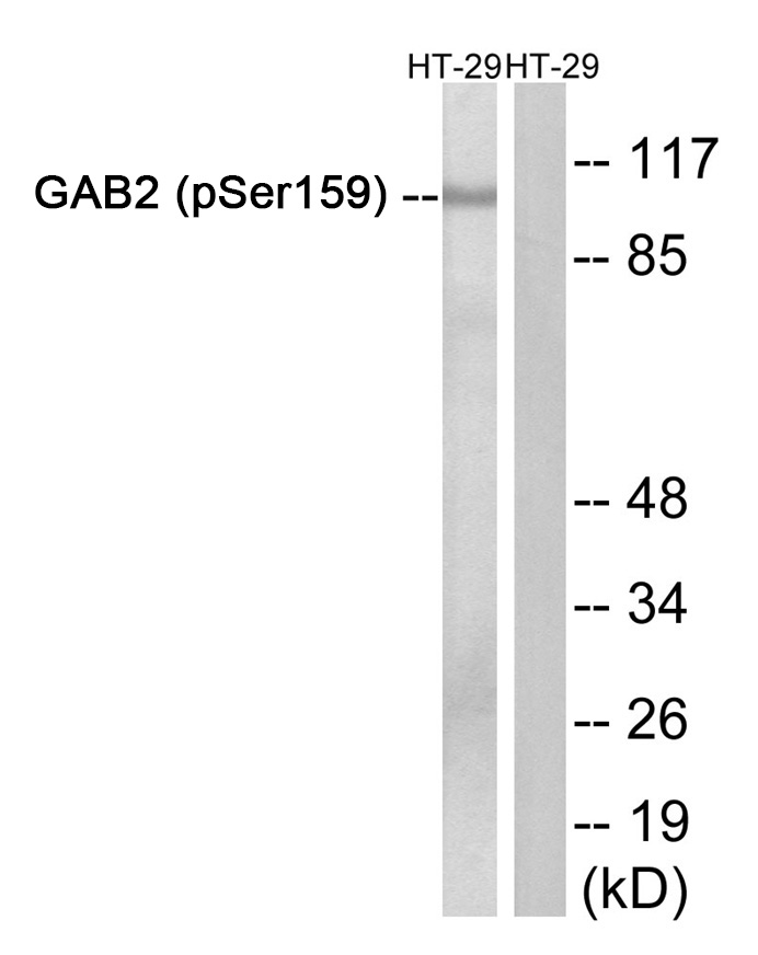 GAB2 (Phospho-Ser159) Antibody