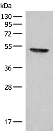 FGL2 Antibody