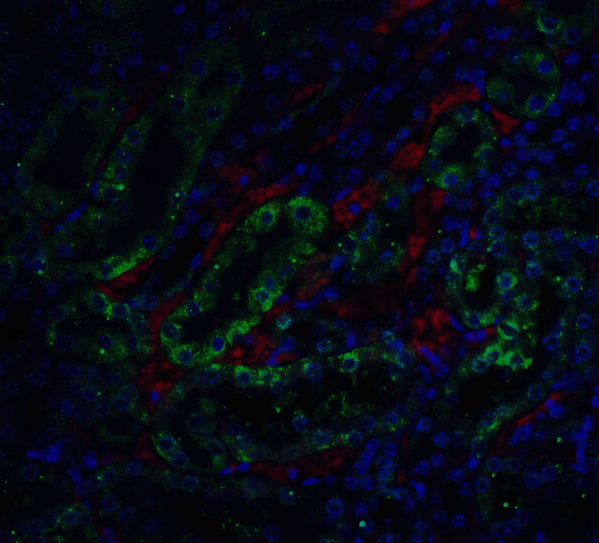 ICAD Antibody