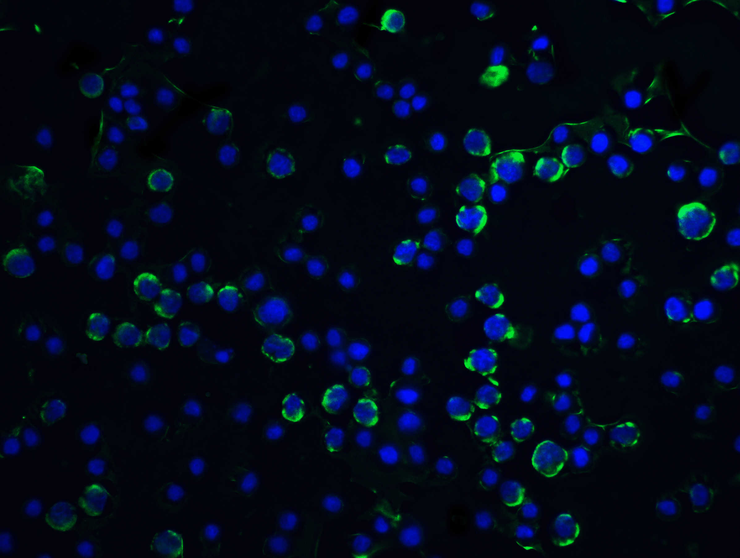 Caspase-9 Antibody