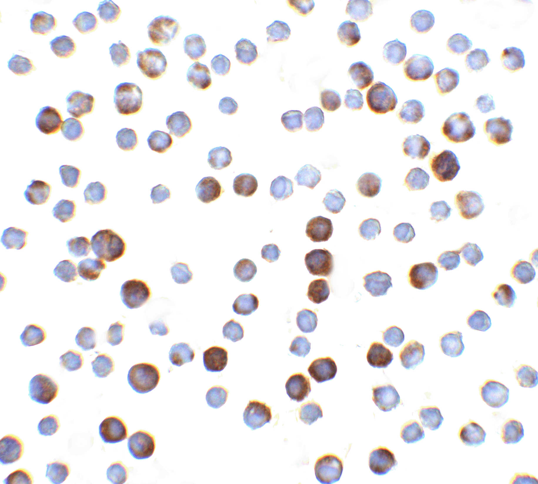 Caspase-9 Antibody