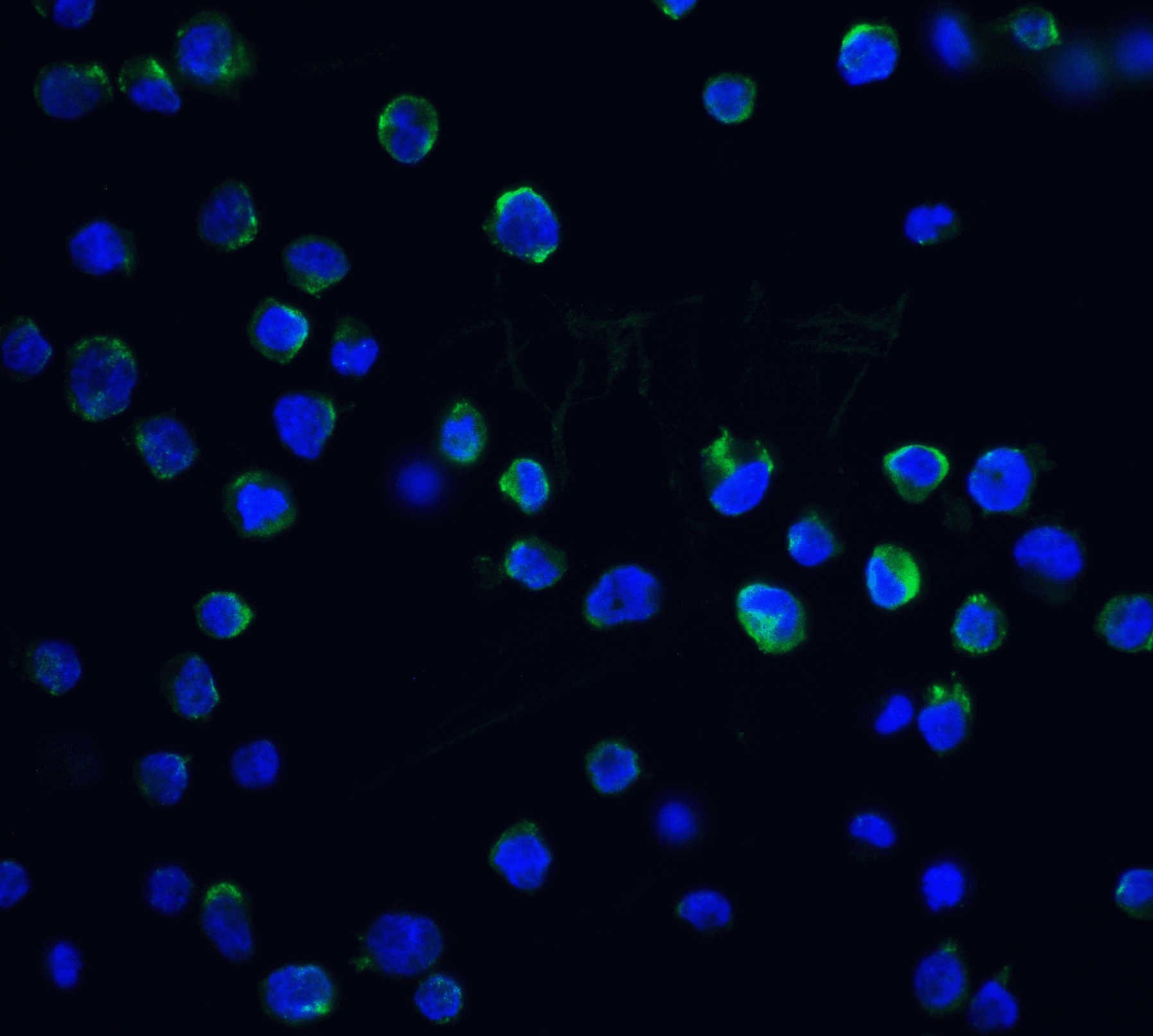 DFF40 Antibody