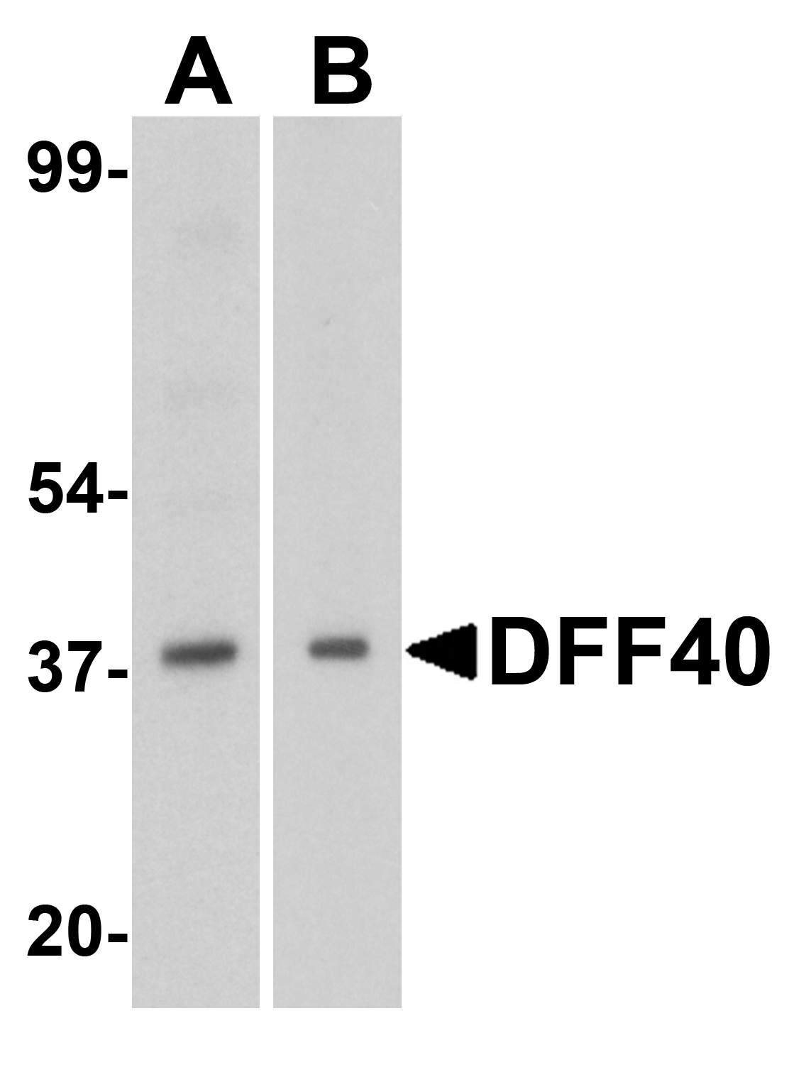 DFF40 Antibody