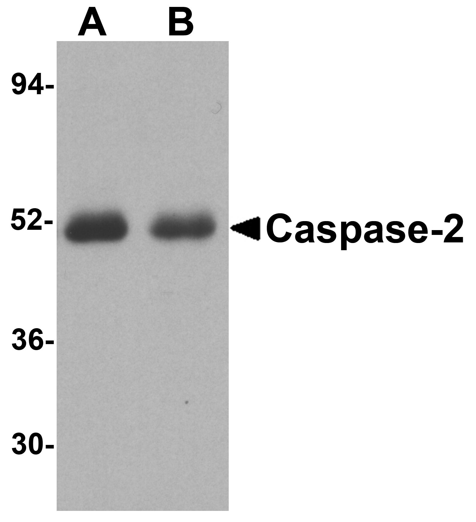 Caspase-2 Antibody