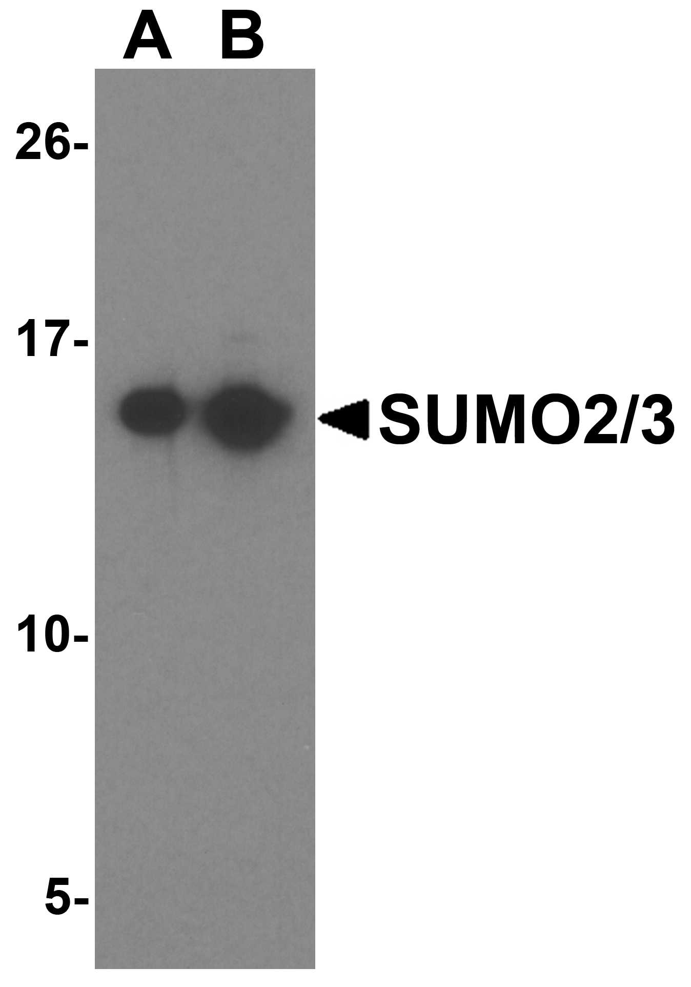 SUMO2/3 Antibody