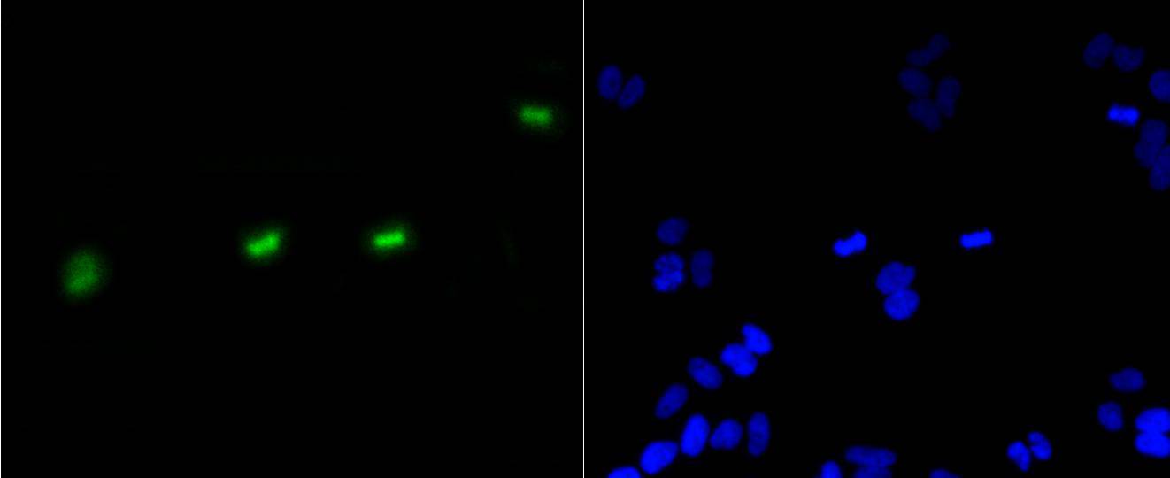 Phospho-Histone H3(S10) Rabbit mAb