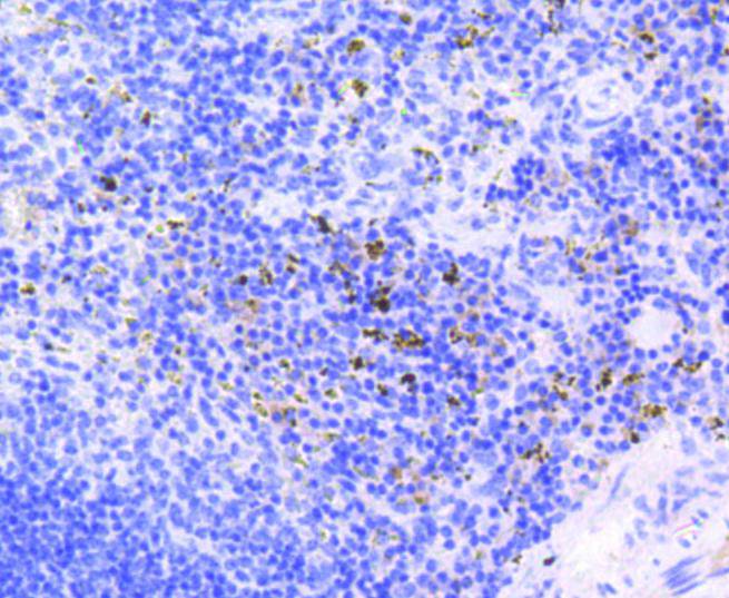 Phospho-Rb(S807) Rabbit mAb