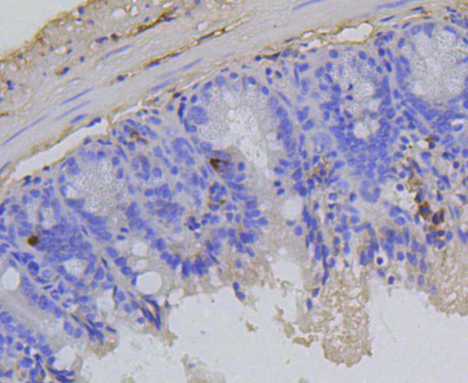 Phospho-Rb(S807) Rabbit mAb