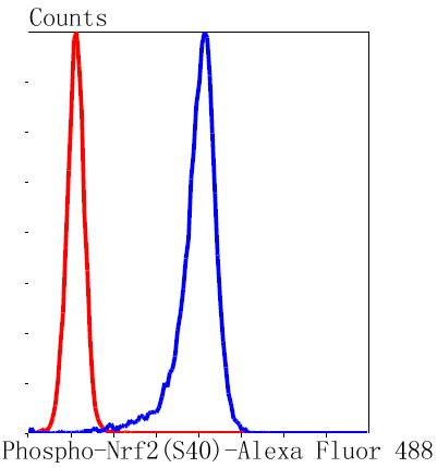 Phospho-Nrf2(S40) Rabbit mAb