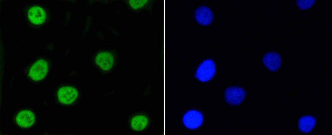 Phospho-Nrf2(S40) Rabbit mAb