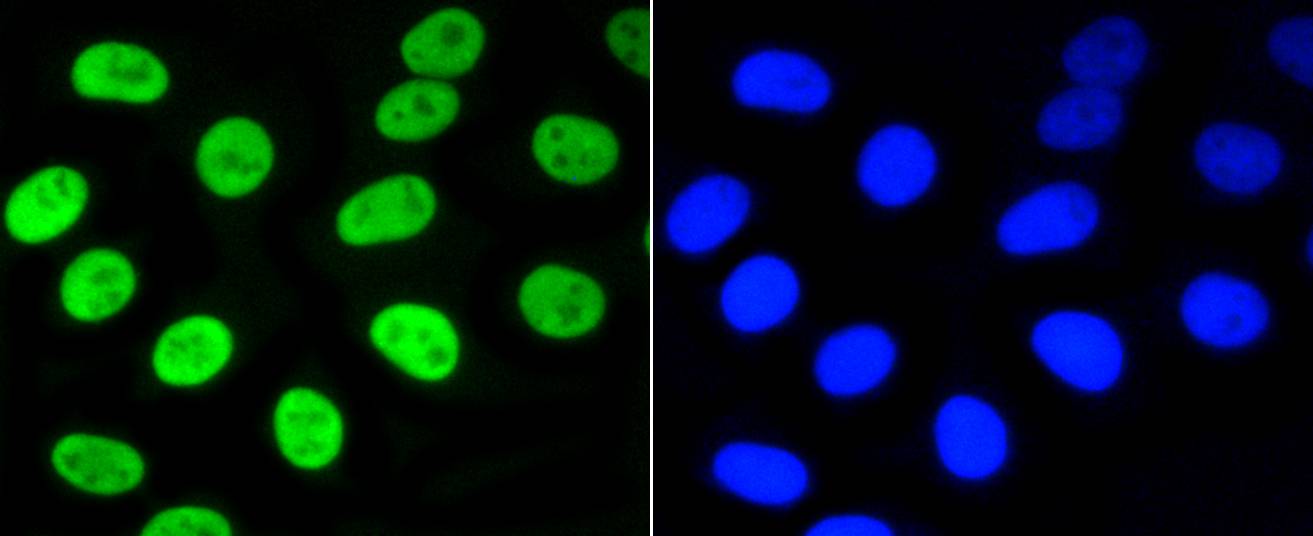 Phospho-Nrf2(S40) Rabbit mAb