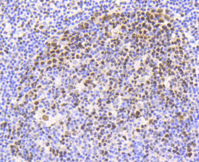 Phospho-Nrf2(S40) Rabbit mAb