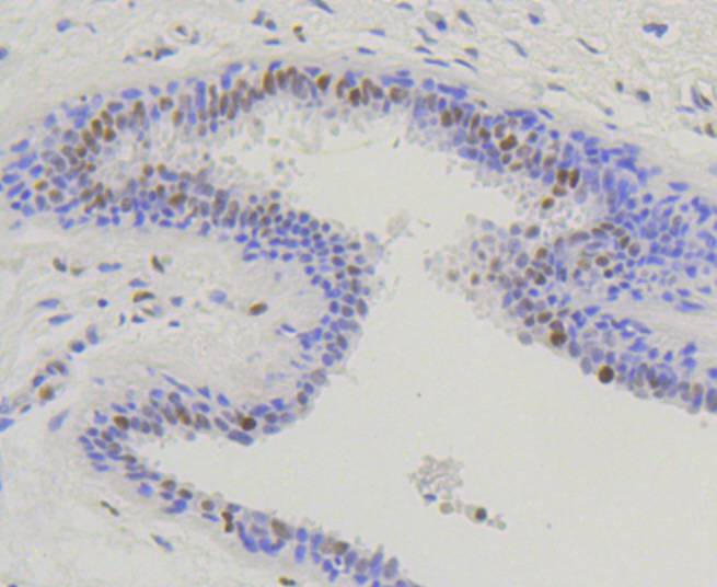 Phospho-Nrf2(S40) Rabbit mAb