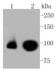 Phospho-Nrf2(S40) Rabbit mAb