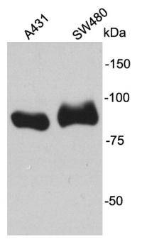 β-Catenin Antibody