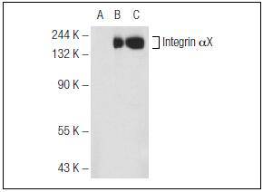 CD11c / ITGAX Antibody