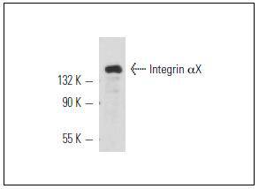 CD11c / ITGAX Antibody