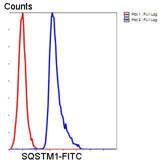 Sequestosome-1 Antibody