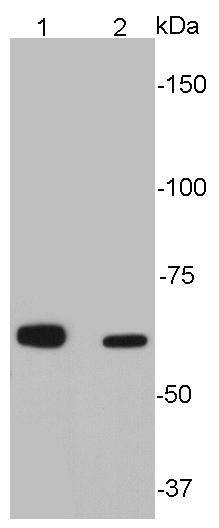 Sequestosome-1 Antibody