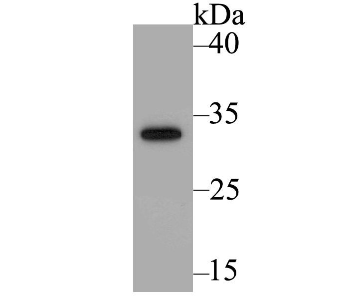 GFP11-tag Antibody