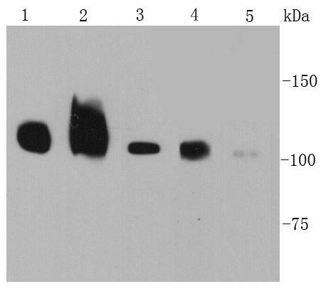 Integrin beta-1/CD29 Antibody