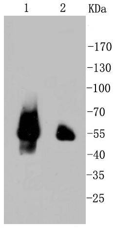 p53 Rabbit mAb