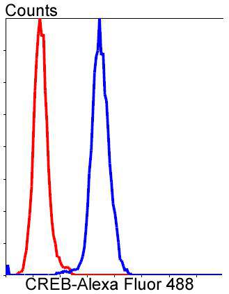 CREB Rabbit mAb