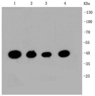 CREB Rabbit mAb