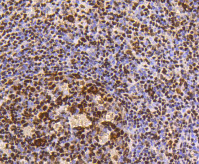 HMGB1 Rabbit mAb