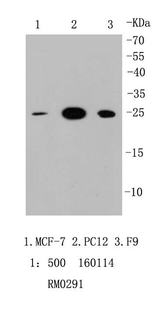 HMGB1 Rabbit mAb