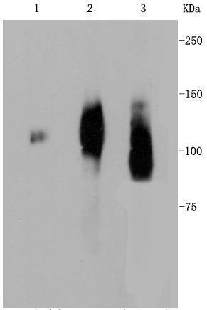 LAMP2a Rabbit mAb