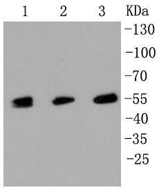 MLKL Rabbit mAb