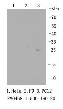 RPS3 Rabbit mAb