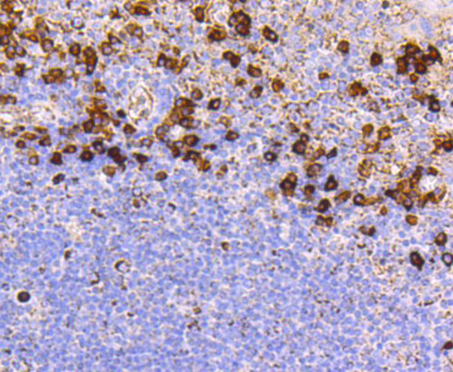 CD9 Rabbit mAb