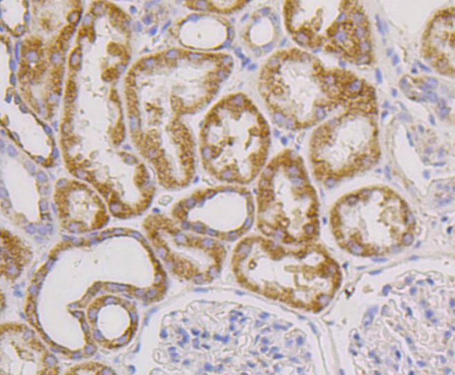 CD9 Rabbit mAb