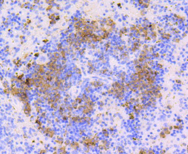 CD9 Rabbit mAb