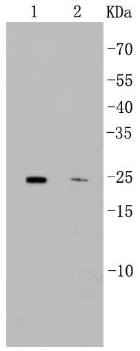 CD9 Rabbit mAb