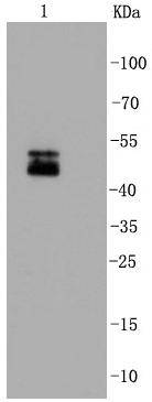 NeuN Rabbit mAb