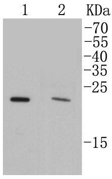 Rab4A Rabbit mAb