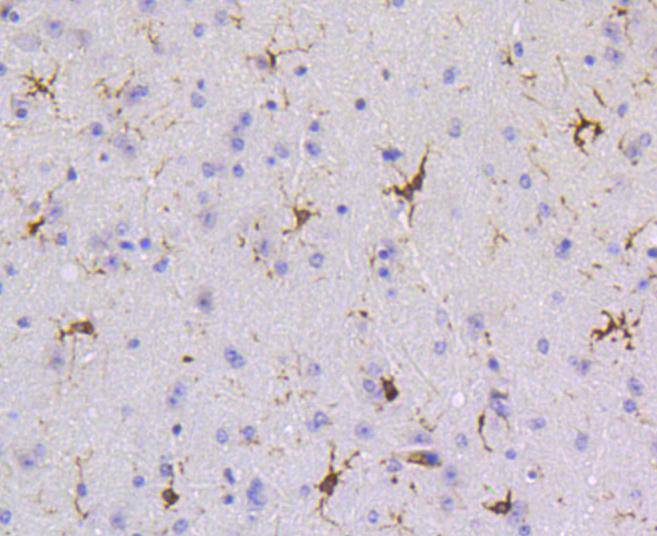 SHP1 Rabbit mAb