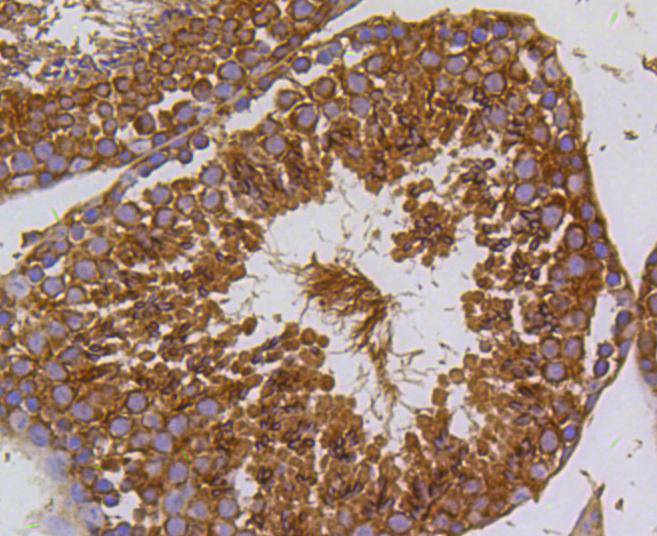 PI 3 Kinase p55 gamma Rabbit mAb