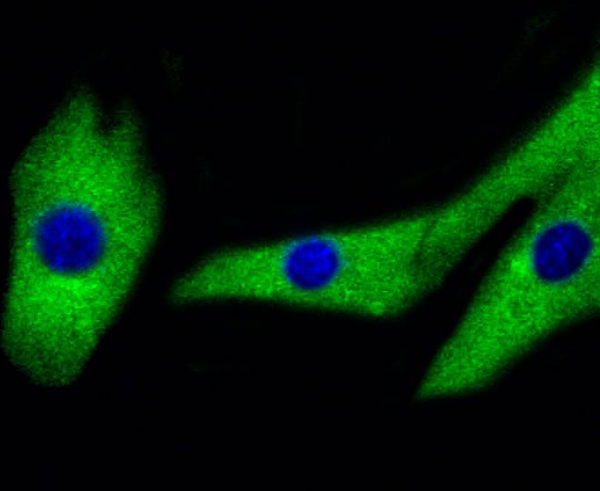 MEK1/2 Rabbit mAb