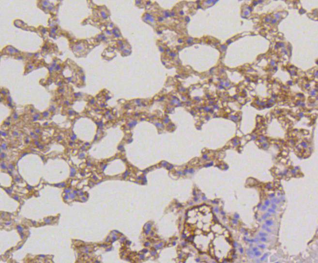 MEK1/2 Rabbit mAb