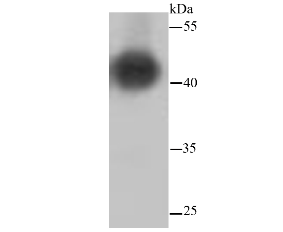 MEK1/2 Rabbit mAb