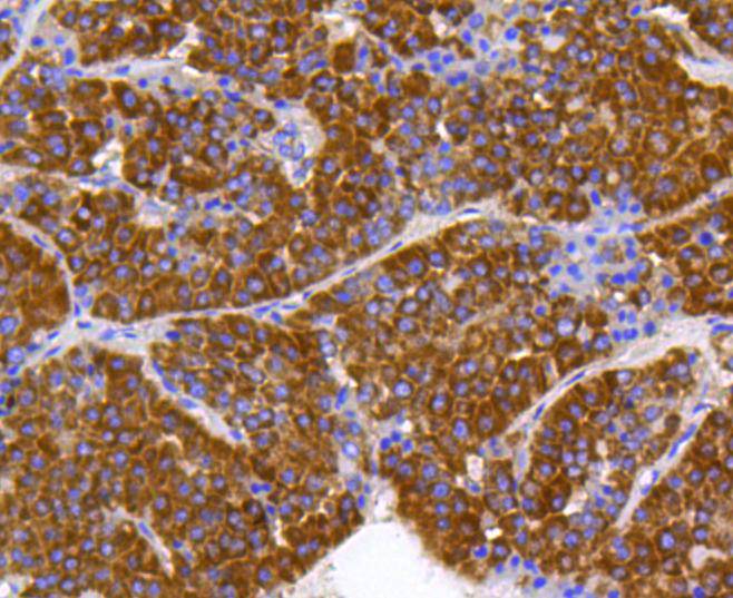 Prohibitin Rabbit mAb