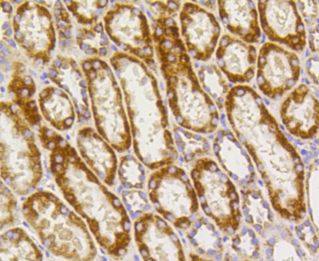 Prohibitin Rabbit mAb