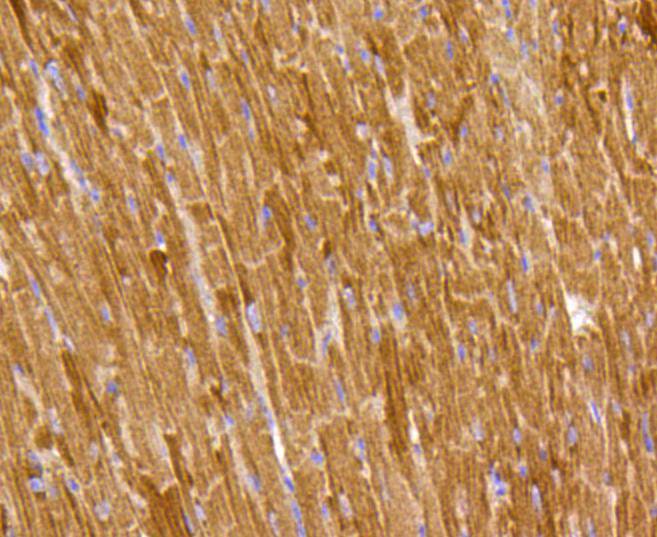 Prohibitin Rabbit mAb